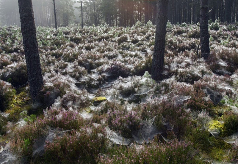Spider webs