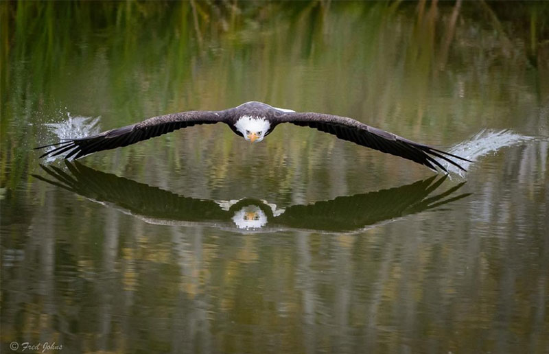eagle soaring