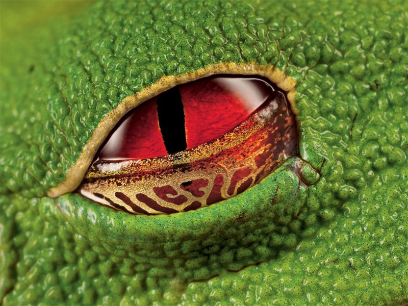 scarlet eyes
