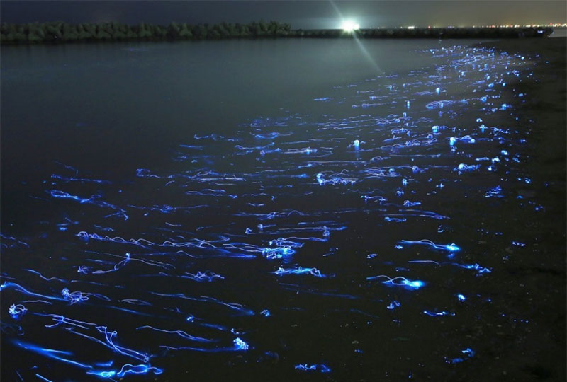 firefly squids