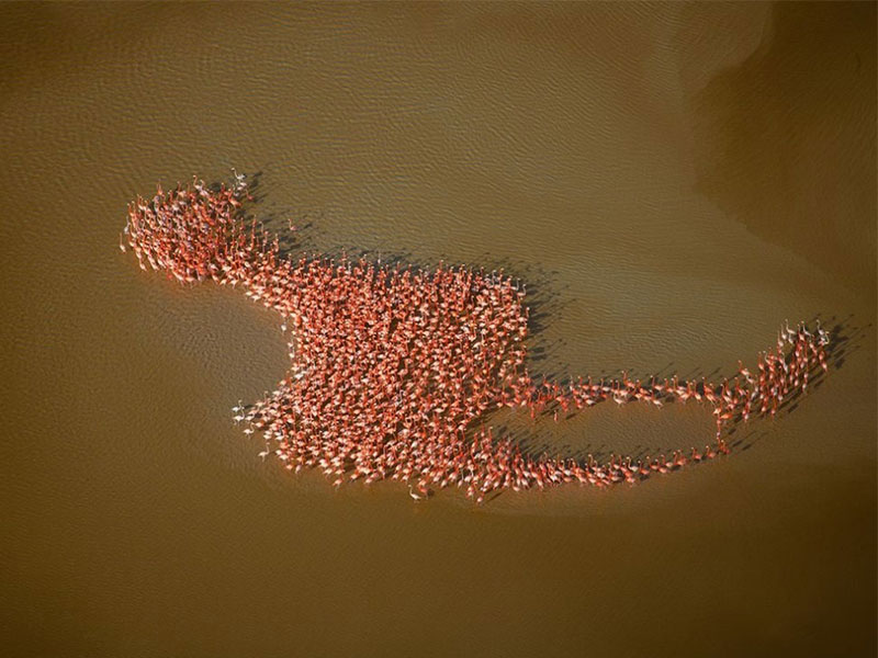 Flamingos gathered