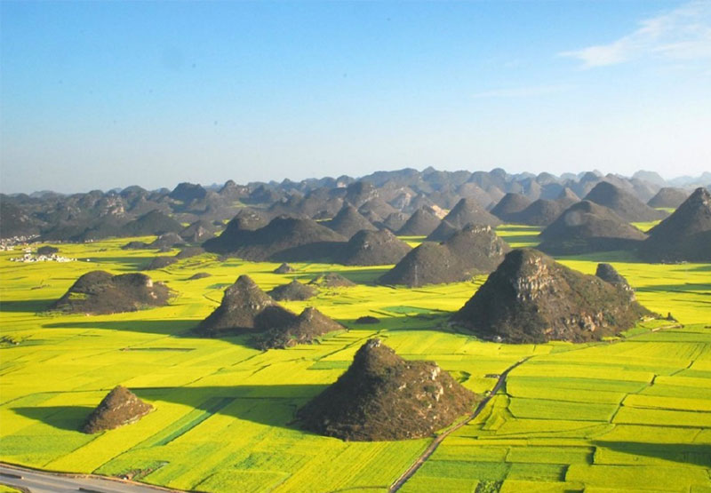 Rapeseed fields