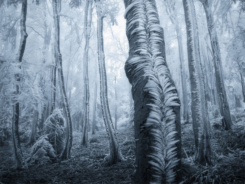 Frosted trees