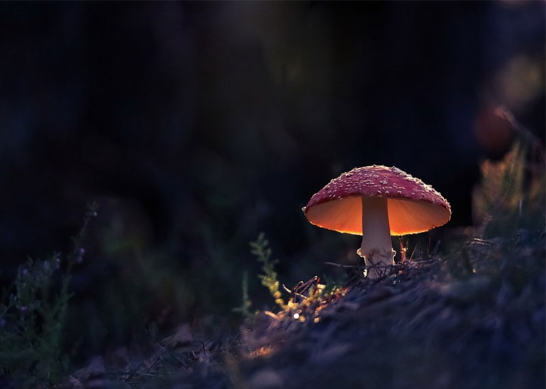 red hat