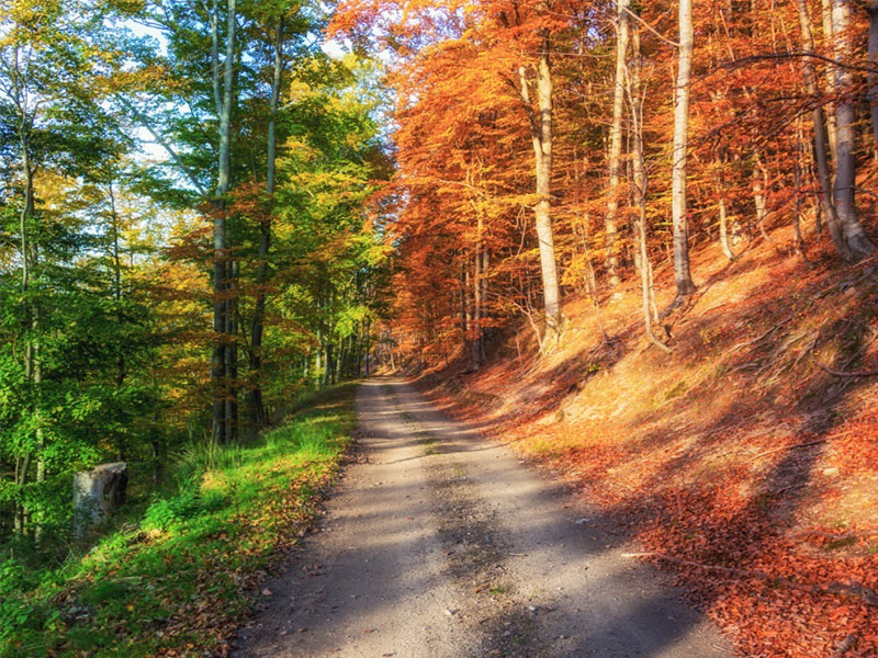 An autumn forest