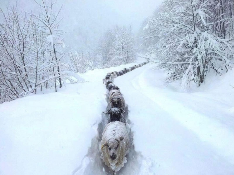 Snow express