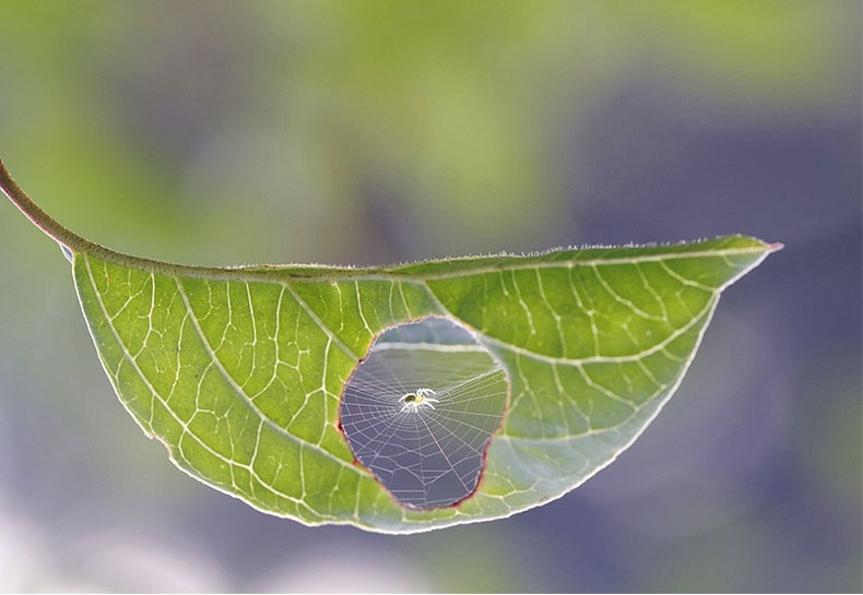 spider