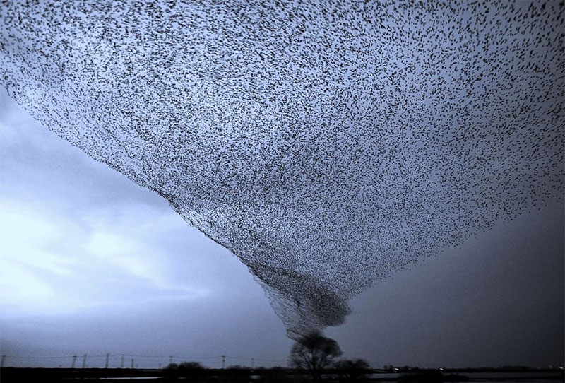 Birdy hurricane