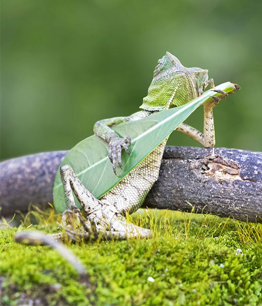 Rango plays guitar