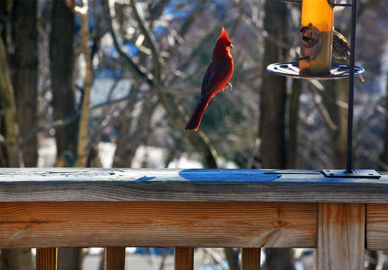 Red cardinal