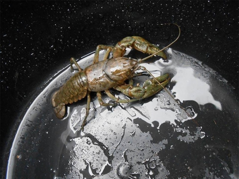 crayfish in the bucket