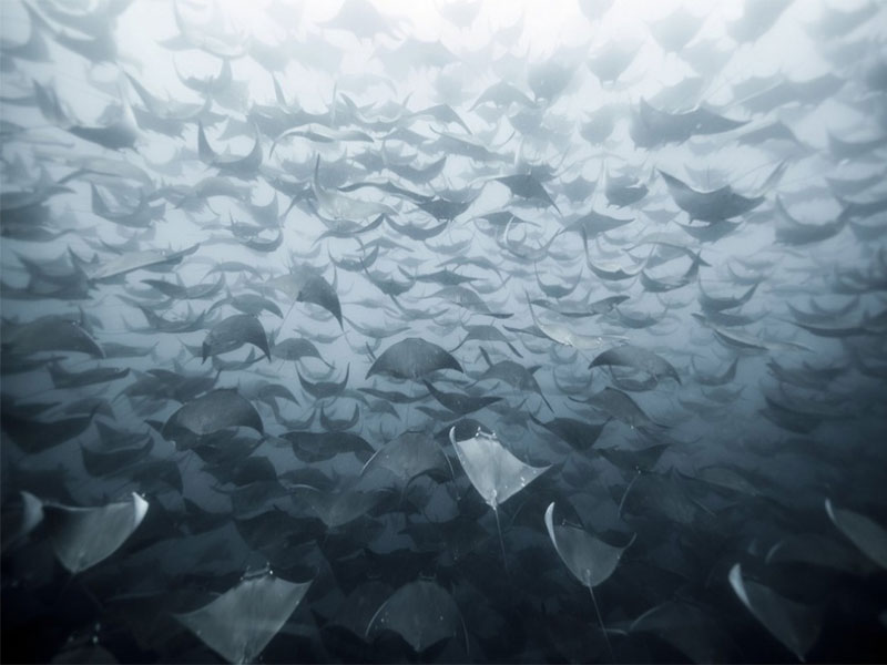 shades of grey