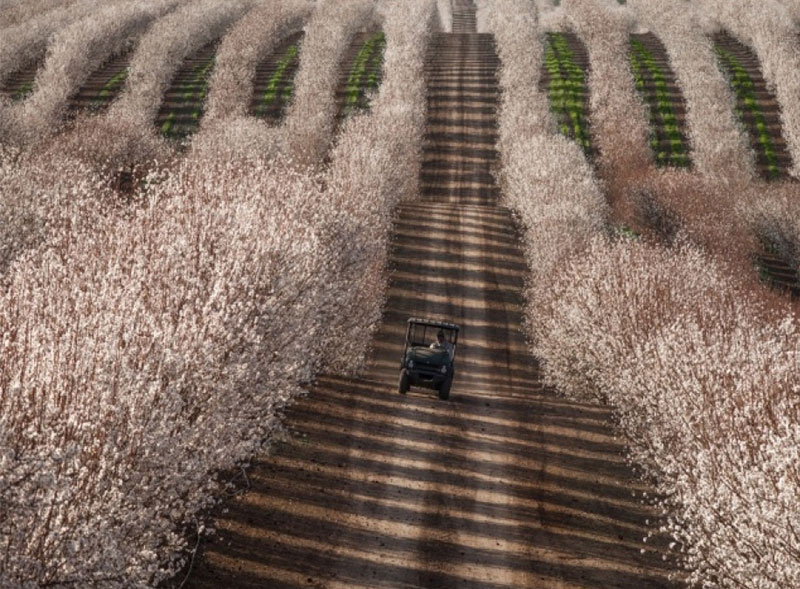 almond fields