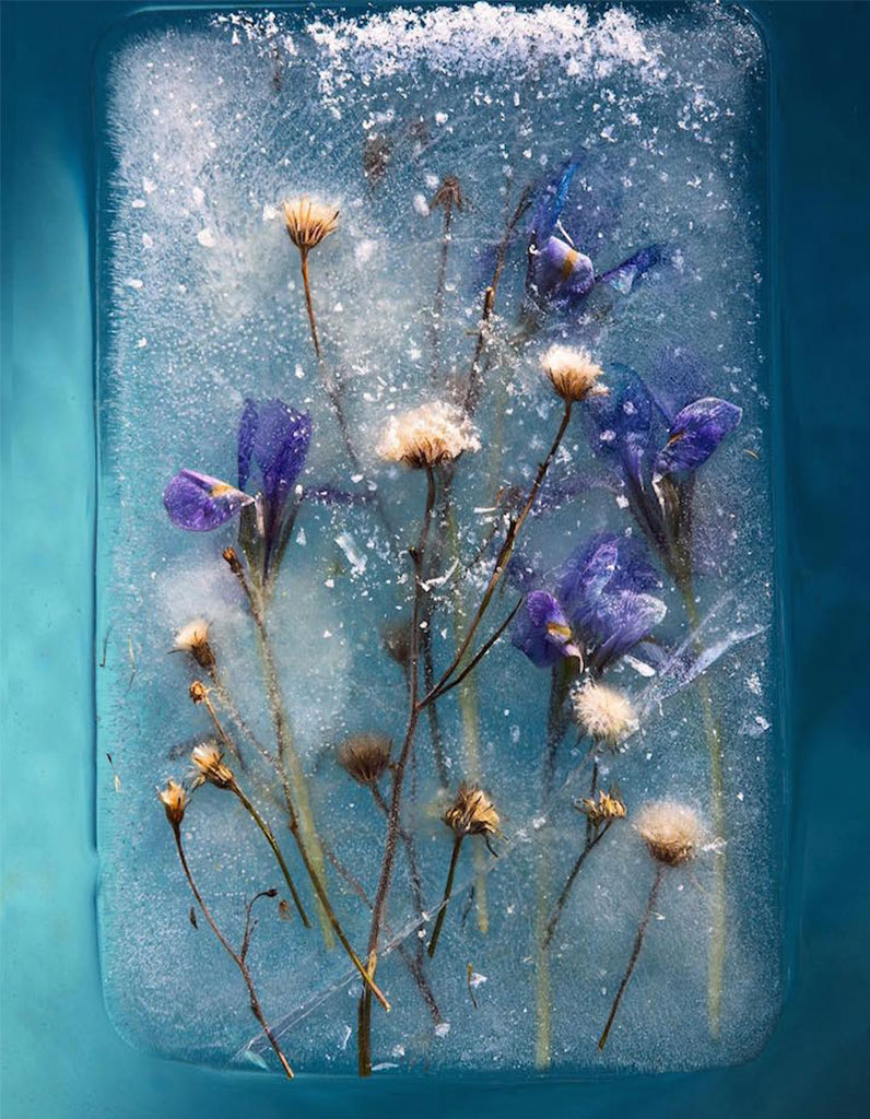 frozen-flowers