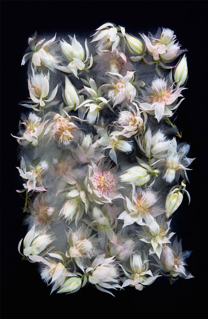 frozen-flowers