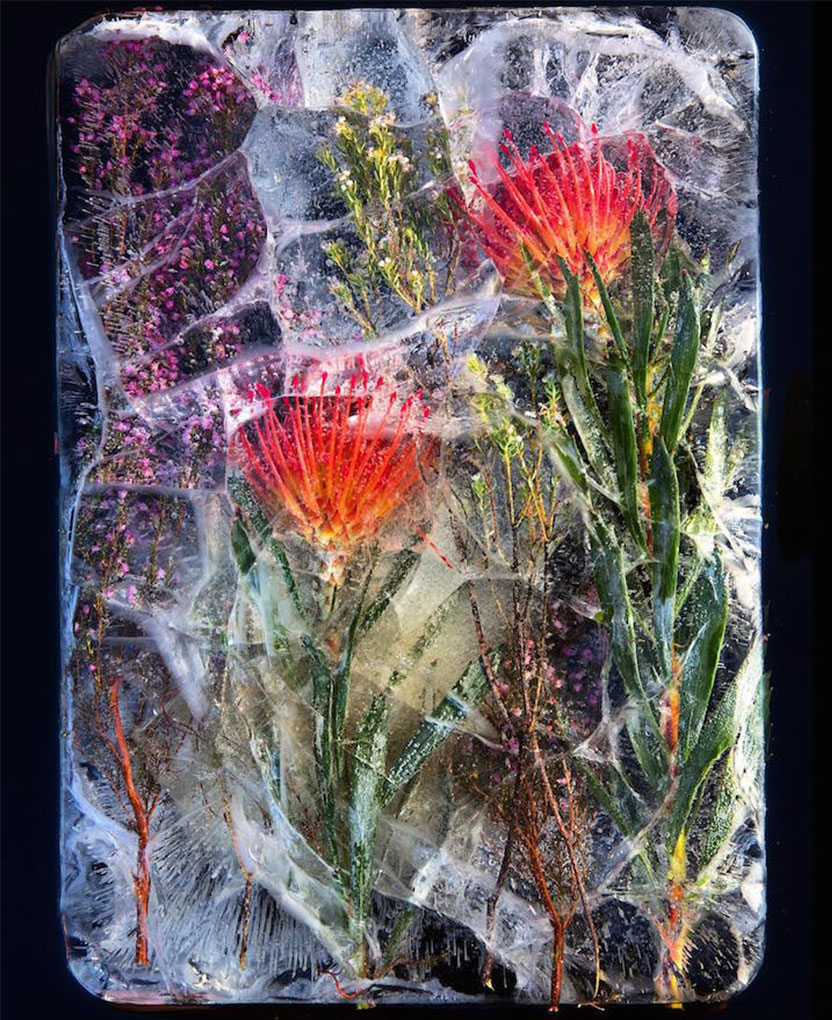 frozen-flowers