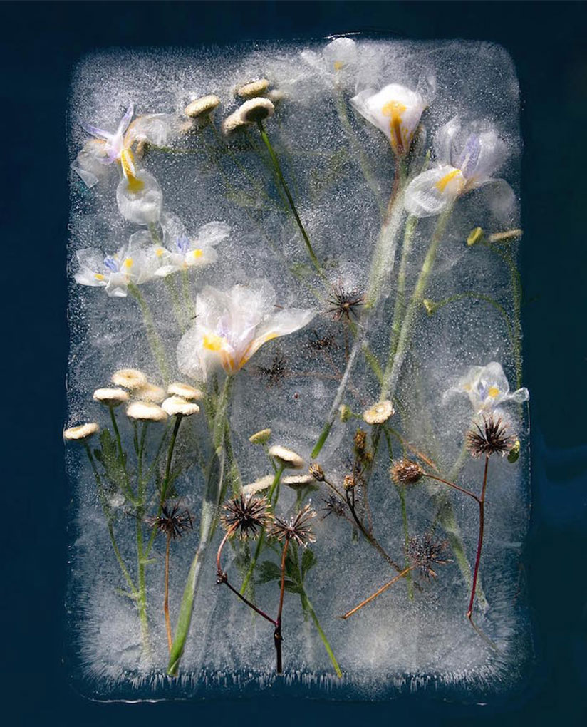 frozen-flowers - عکاسی از گل های یخ زده