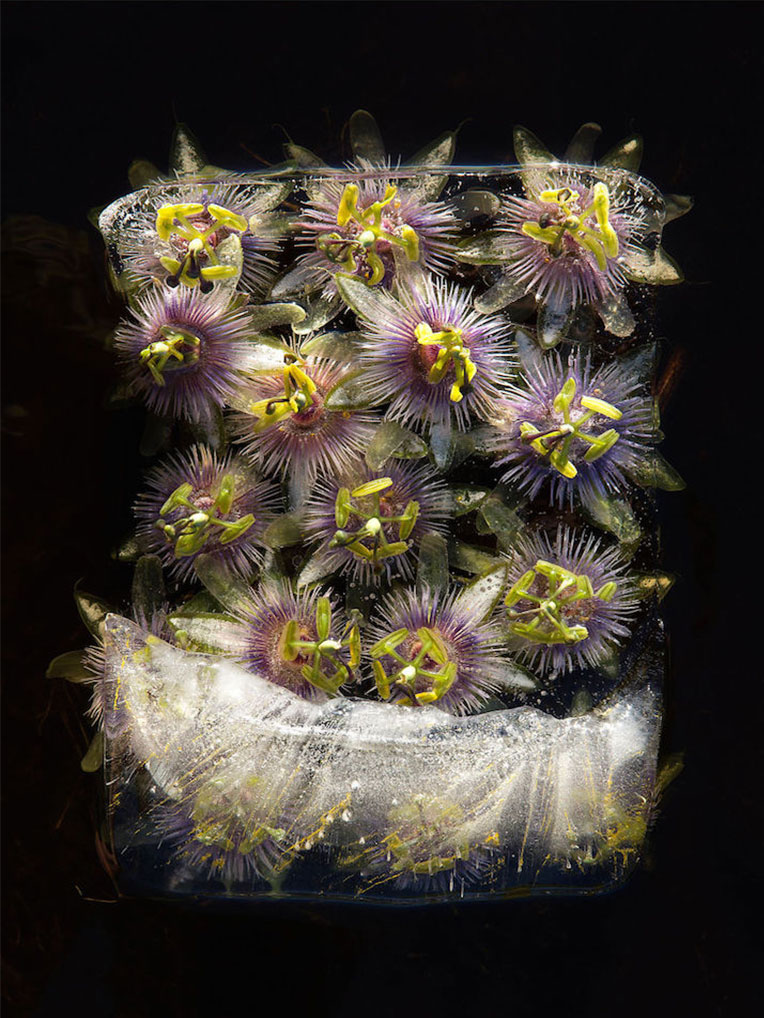 frozen-flowers - تصویر گل های یخ زده