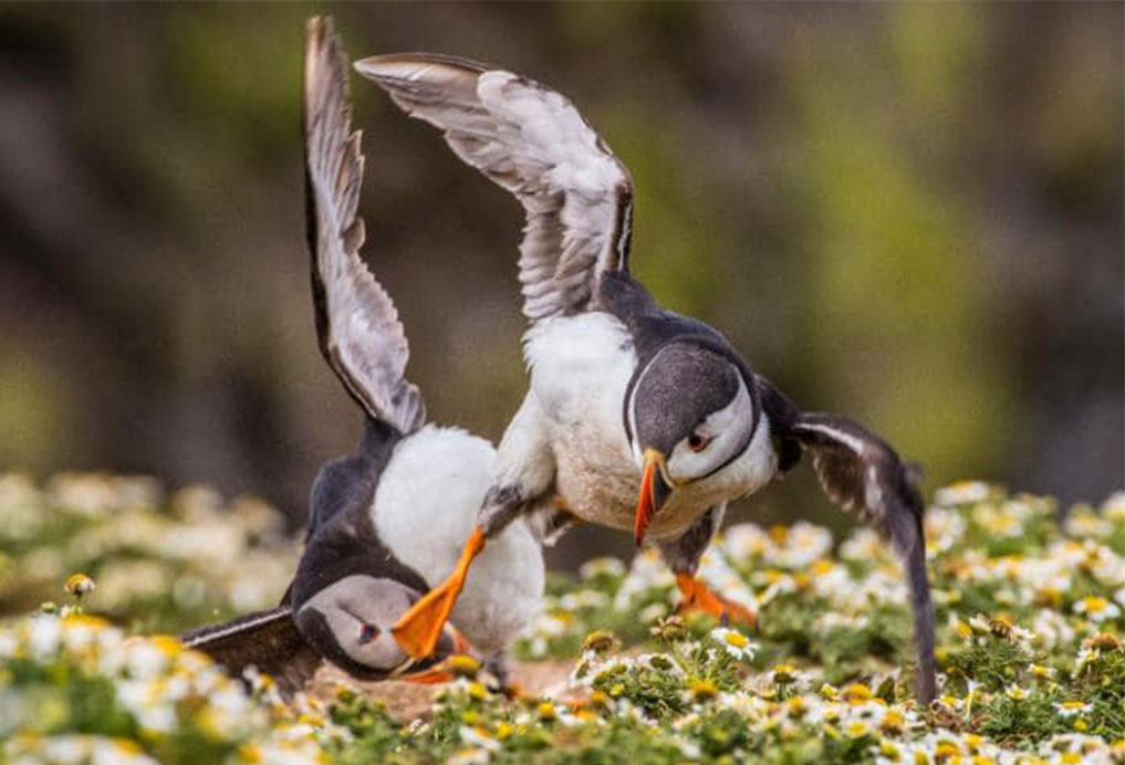 Kung Fu Puffin - مسابقه عکاسی از حیات وحش