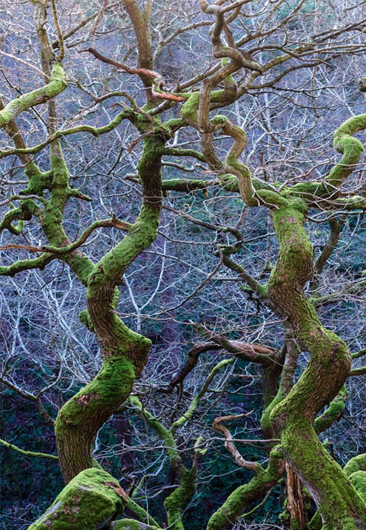Twisted Green