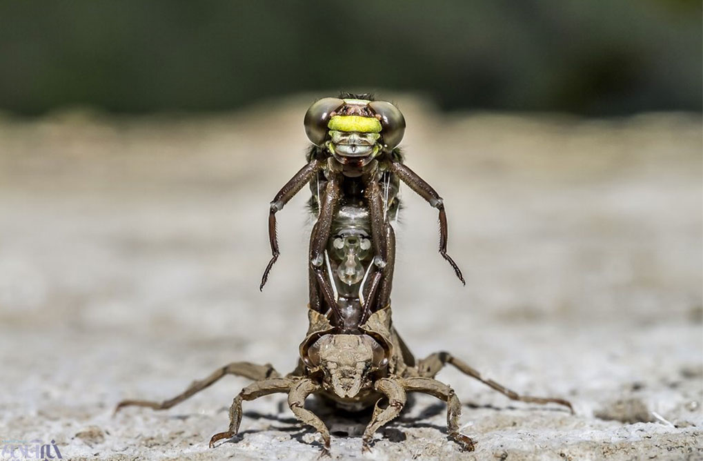 Emergence