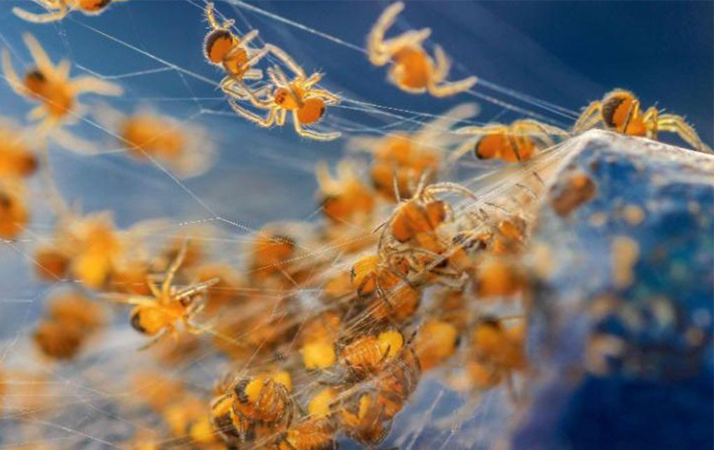 Garden Spiders