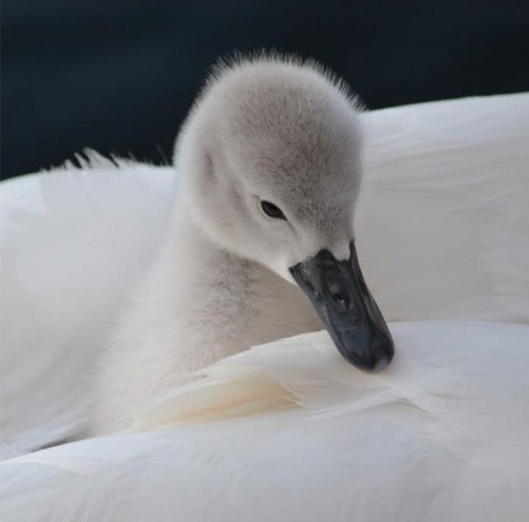 Cygnet with Swan