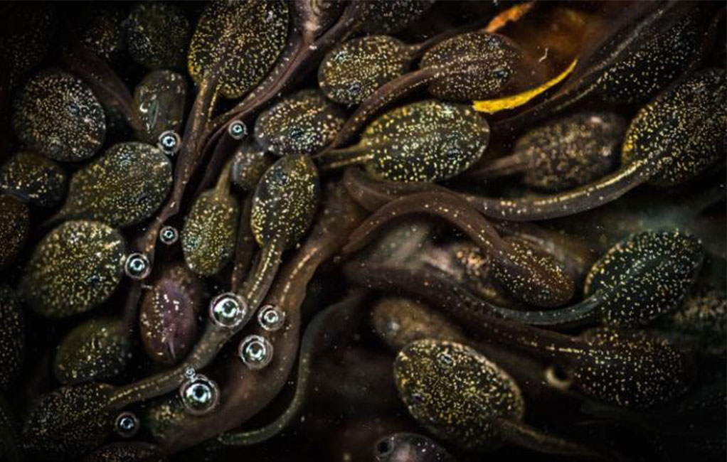 Tadpole