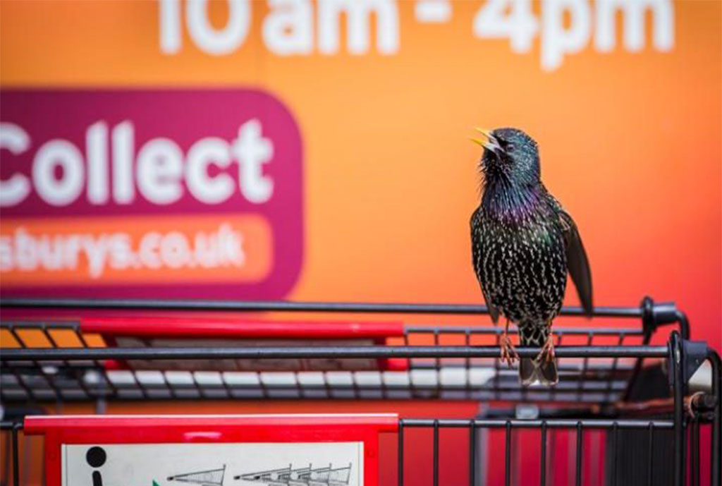 The supermarket Starling