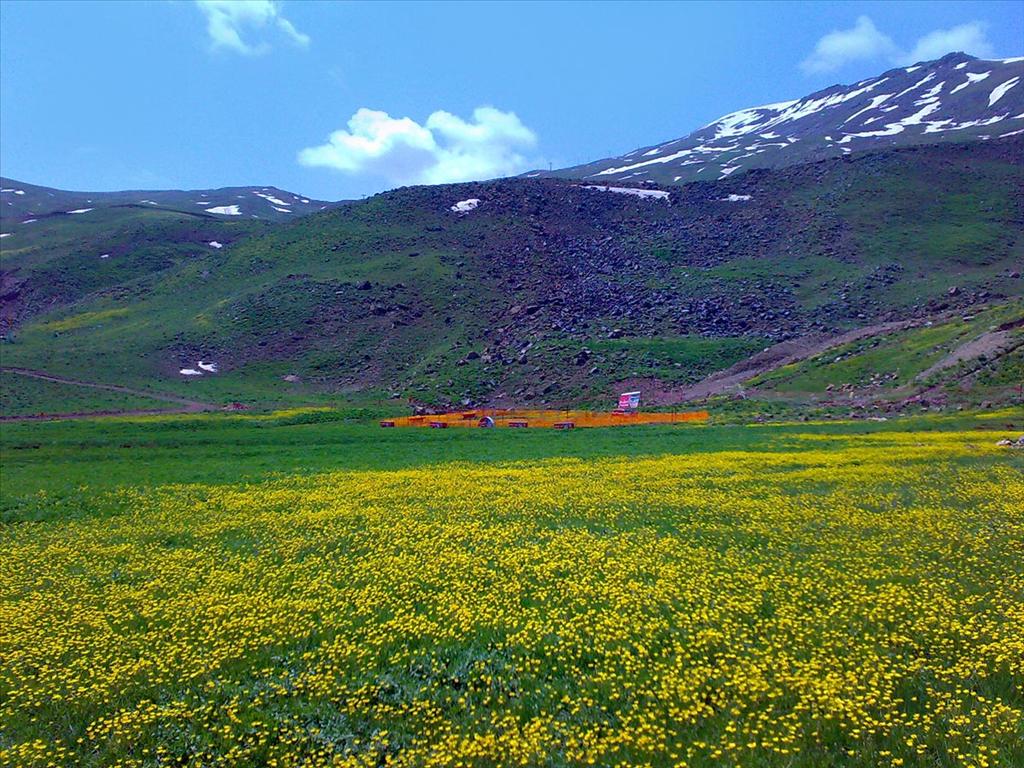 دیزین در تابستان