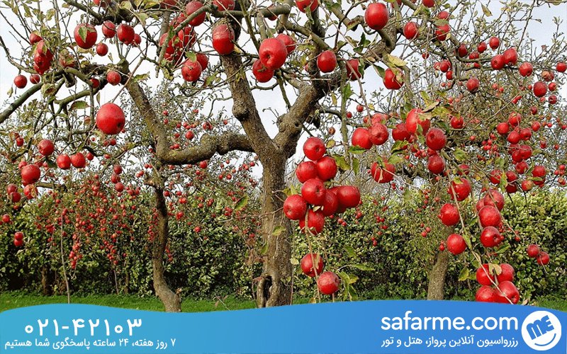 تماشای باغ های میوه کردان