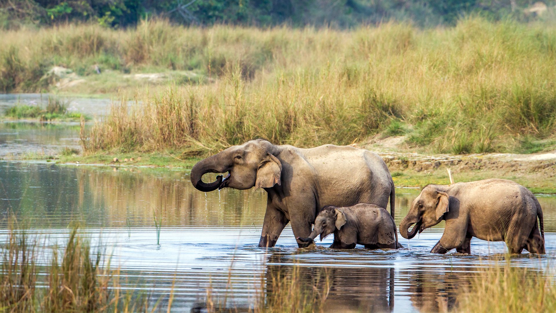 پارک ملی چیتوان (‏Chitwan National Park‏)