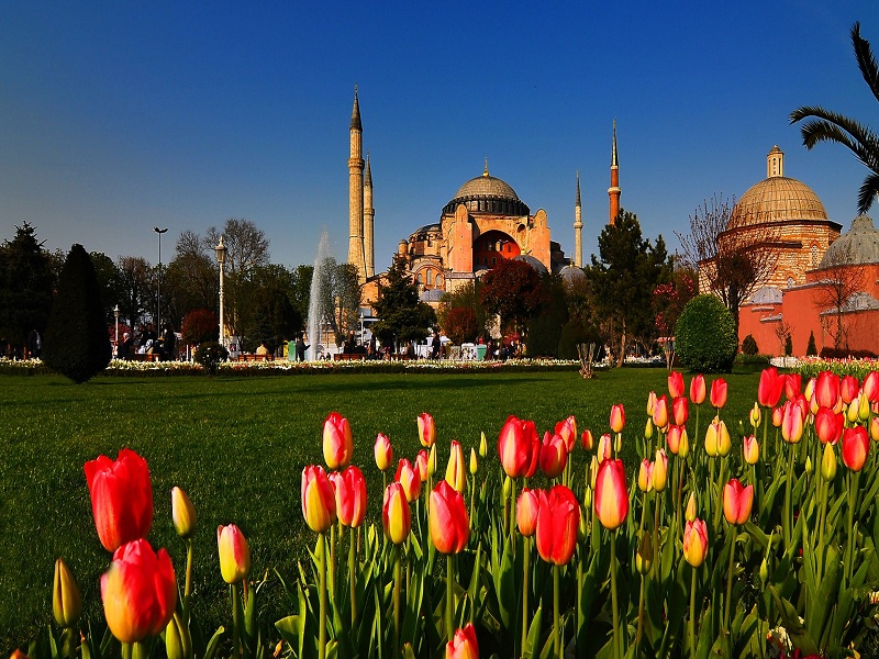 tulipss lale