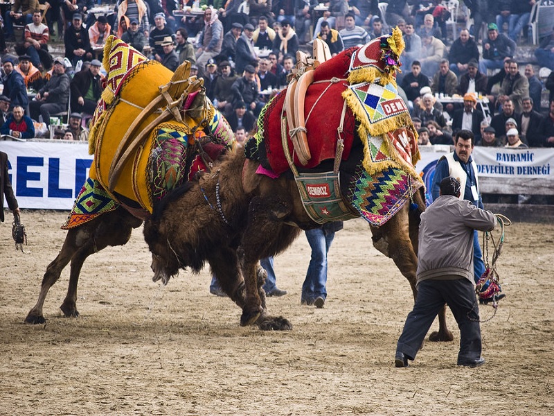 camel wrestling